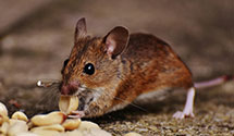 hospital-and-healthcare-facility-pest-management Experts in Ardencroft